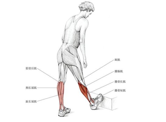 小腿 腓肠肌怎么减 小腿腓肠肌怎么减