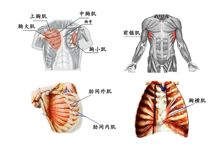 胸肌旁边的肌肉叫什么用（胸肌边缘疼）