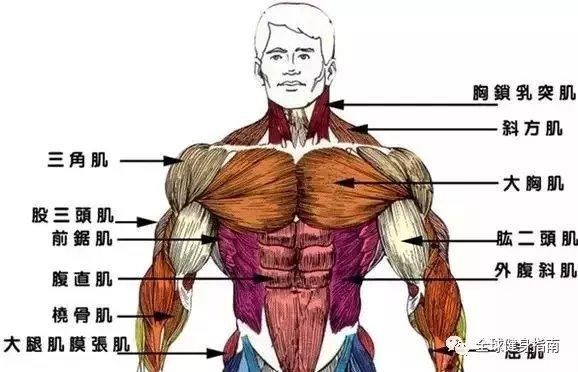 胸肌旁边的肌肉叫什么用（胸肌边缘疼）