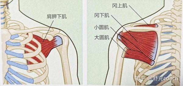 肩外旋肌群有哪些肌肉（肩关节的外旋肌）