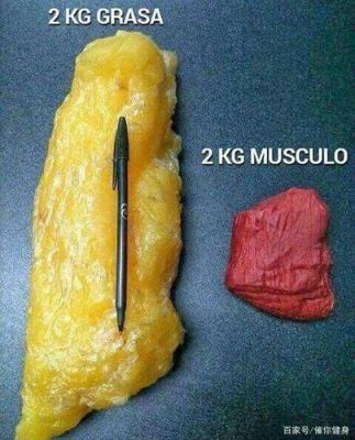 肌肉跟脂肪哪个好减（肌肉和脂肪哪个消耗热量多）