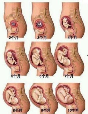 胎儿身上脂肪从哪来（胎儿长脂肪最快的时候）