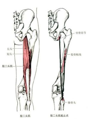 大腿后侧肌肉有哪些（大腿后侧肌肉群分布图）