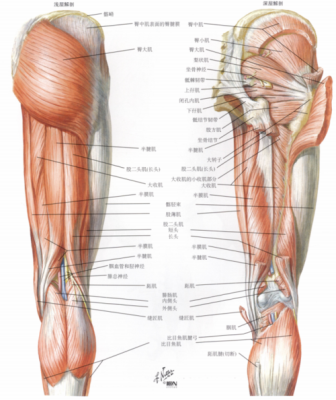 大腿后侧肌肉有哪些（大腿后侧肌肉群分布图）