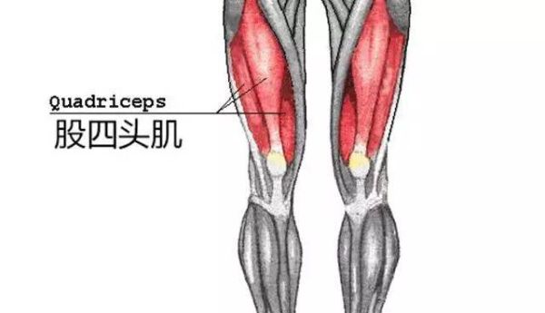 股四头肌韧带在什么位置（股四头肌肌腱在哪个位置图片）