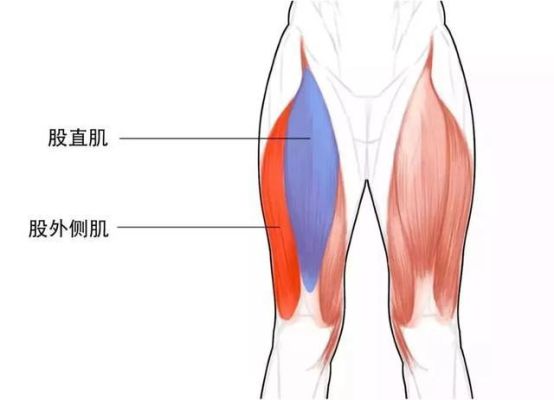 股外侧肌在哪个位置（股外侧肌在哪个位置示意图）