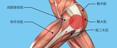 股外侧肌在哪个位置（股外侧肌在哪个位置示意图）