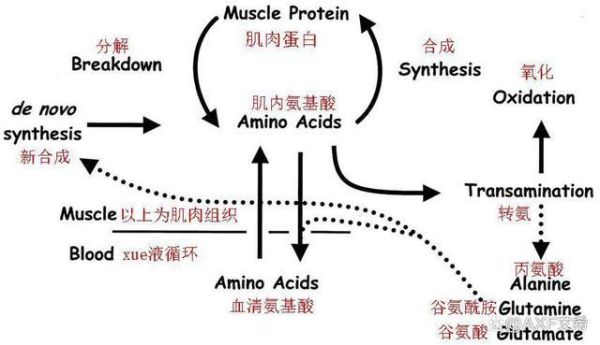 如何让蛋白质转换成肌肉（怎么把蛋白质转化为肌肉）