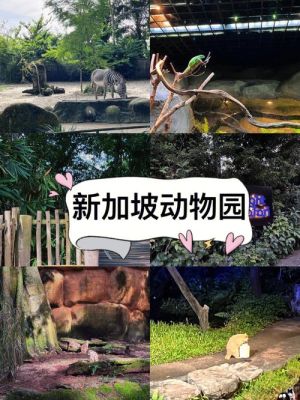 新加坡动物园攻略（新加坡动物园表演时间表）