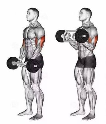 上肢主要肌肉怎么锻炼图片（上肢主要肌肉怎么锻炼图片）