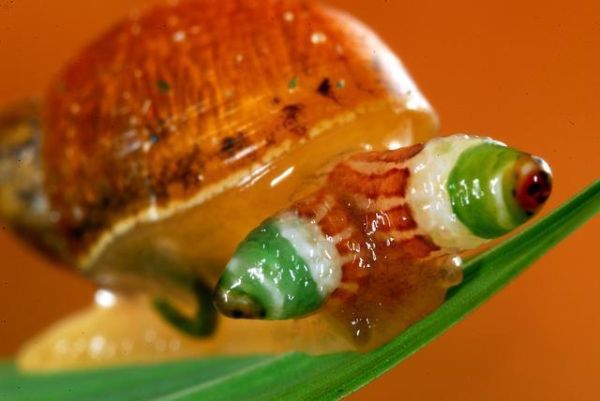 蜗牛身上的寄生虫（蜗牛身上的寄生虫长什么样）