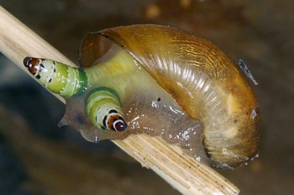 蜗牛身上的寄生虫（蜗牛身上的寄生虫长什么样）
