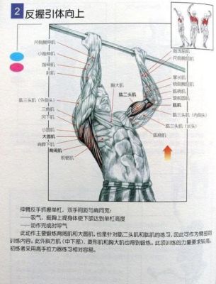 反握单杠引体向上可以发展哪些肌肉力量（反握引体向上练的肌肉）