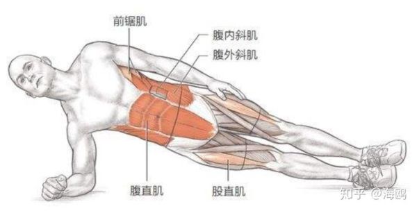 腹外斜肌肌腱形成哪些结构（腹外斜肌及其腱膜直接形成或直接参与形成的结构主要有）