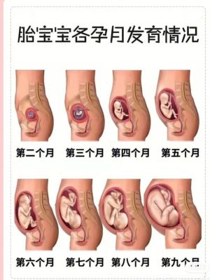 4个月宝宝在肚子里的图片（4个月宝宝在肚子位置图）