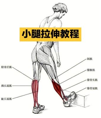 怎么锻炼小腿内侧肌肉（怎么锻炼小腿内侧肌肉拉伸）