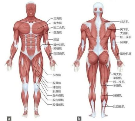 身体下半身肌肉有哪些（下半身全是肌肉怎么减）