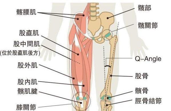 股四头肌属于什么类型的肌肉（股四头肌是哪个肌肉）