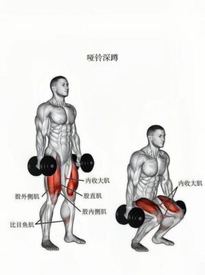 股四头肌属于什么类型的肌肉（股四头肌是哪个肌肉）