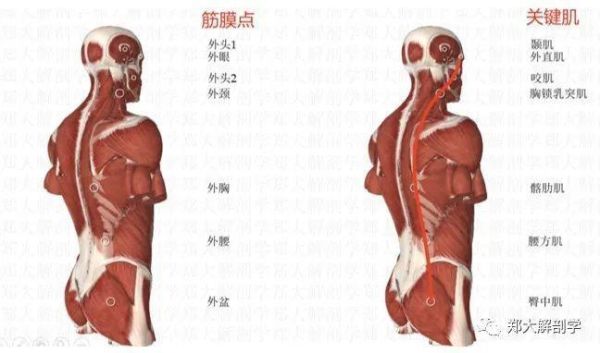 站直用腰部哪些肌肉（站直时腰是直直的还是有些往前弯?）