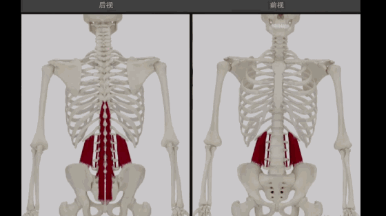 站直用腰部哪些肌肉（站直时腰是直直的还是有些往前弯?）