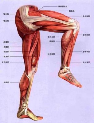 大腿背部是什么肌肉（大腿背部是什么肌肉图片）