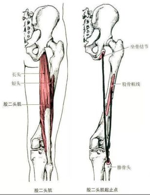 大腿背部是什么肌肉（大腿背部是什么肌肉图片）