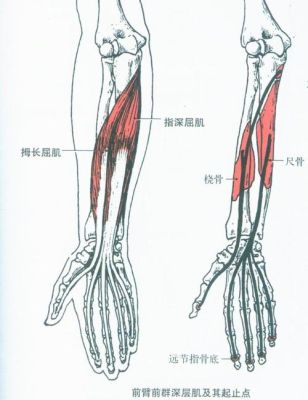 人的手臂上有哪些肌肉（手臂上有什么肌肉）