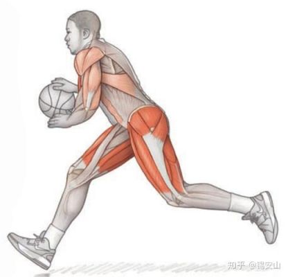 篮球有什么肌肉（练篮球要用哪些肌肉运动解剖）