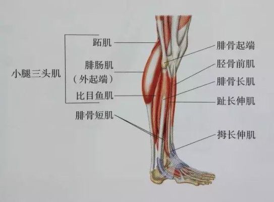 小腿侧面是什么肌肉（小腿侧面是什么肌肉名称）